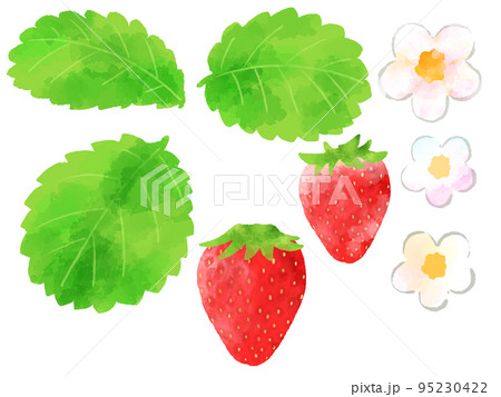 苺の実、花、葉のイラスト　手描き　水彩風 95230422