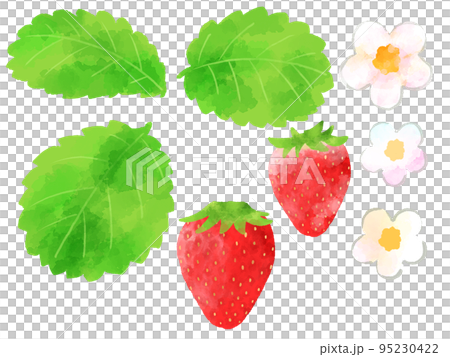 苺の実、花、葉のイラスト　手描き　水彩風 95230422