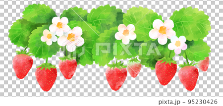 苺の実、花、葉のイラスト　手描き　水彩風 95230426
