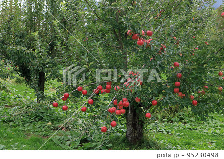 木になる林檎 95230498