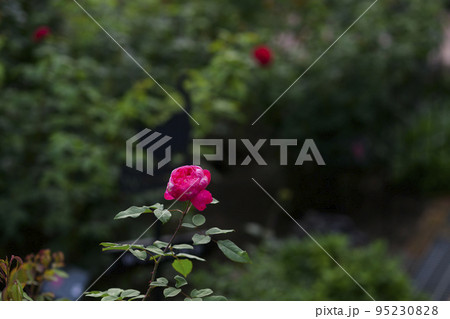 雰囲気のある秋バラのイメージカット 95230828
