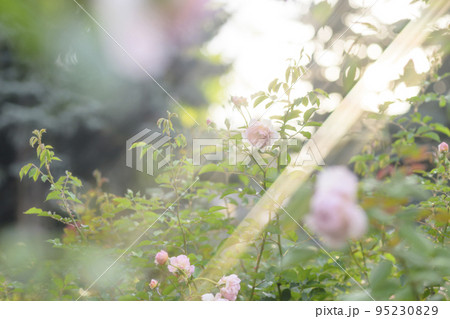 光が降り注ぐバラ園のイメージカット 95230829