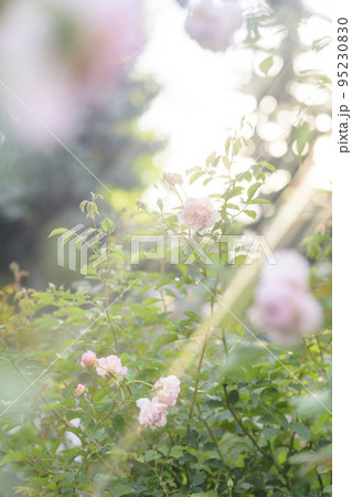 光が降り注ぐバラ園のイメージカット 95230830