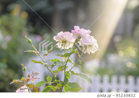 光が降り注ぐバラ園のイメージカット 95230832