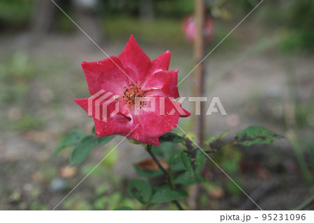 地面の近くに咲くバラ 95231096