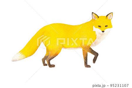 立ってこちらを見ているキツネ 95231107