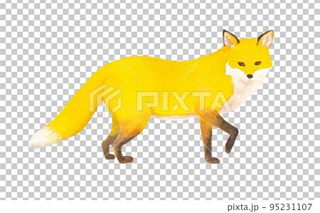 立ってこちらを見ているキツネ 95231107