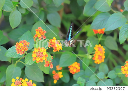 ランタナの蜜を吸うアオスジアゲハ 95232307