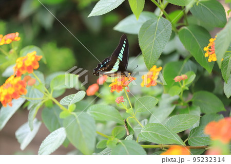 ランタナの蜜を吸うアオスジアゲハ ランタナの蜜を吸うアオスジアゲハ 95232314