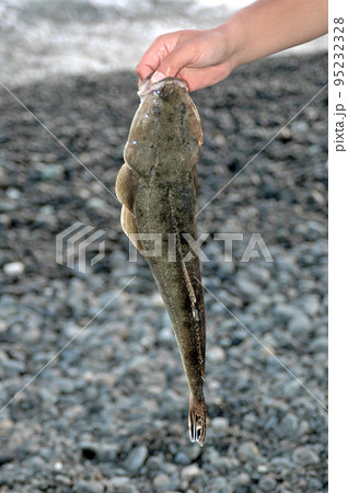 サーフで釣れたマゴチを手持ちで サーフで釣れたマゴチを手持ちで 95232328