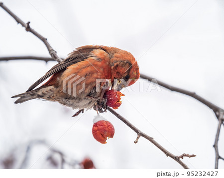 Red Crossbill male sitting on the tree branch and eats wild apple berries. Crossbill bird eats berries. Red Crossbill male sitting on the tree branch and eats wild apple berries. Crossbill bird eats berries. 95232427