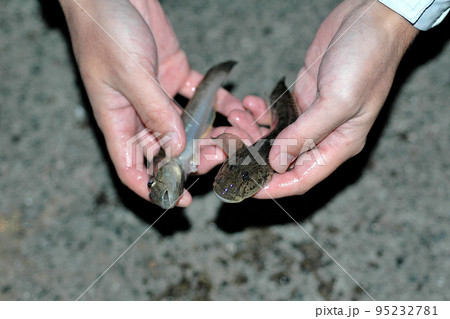 ハゼ、本日の釣果を手に持って ハゼ、本日の釣果を手に持って 95232781