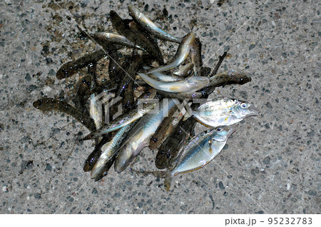 ハゼ、本日の釣果を防波堤の上に積み上げて 95232783