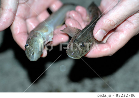 ハゼ、本日の釣果を手に持って ハゼ、本日の釣果を手に持って 95232786