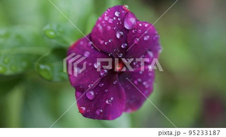 雨に濡れるシックな色の日々草 95233187