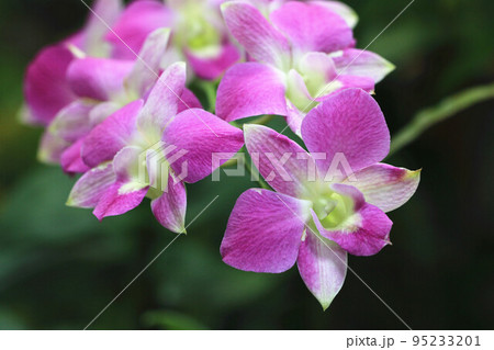 花 フラワー お花 95233201