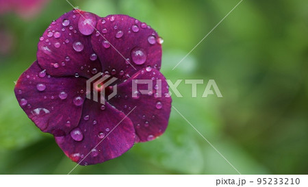 雨に濡れるシックな色の日々草 雨に濡れるシックな色の日々草 95233210
