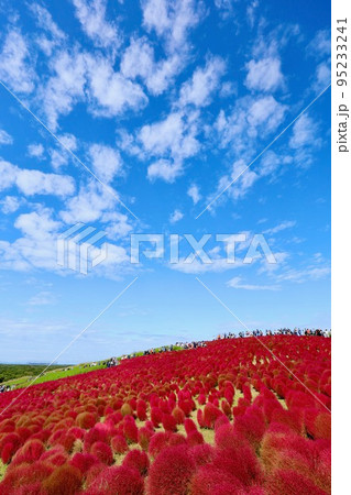 秋のひたち海浜公園　茨城県 95233241