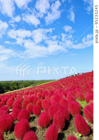 秋のひたち海浜公園　茨城県 95233245