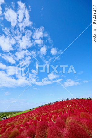 秋のひたち海浜公園　茨城県 95233247