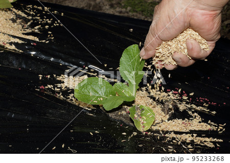 白菜の定植 白菜の定植 95233268
