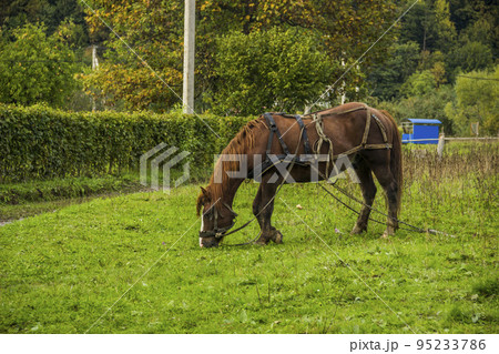 a bay horse on the backyard a bay horse on the backyard 95233786