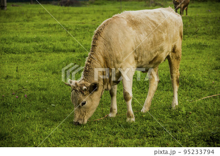 a young cow in Ukrainian villageの写真素材 [95233794] - PIXTA