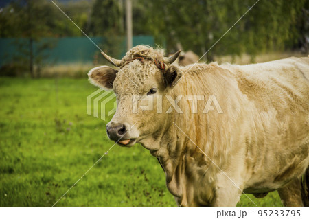 a young cow in Ukrainian villageの写真素材 [95233795] - PIXTA