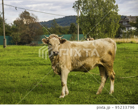 a young cow in Ukrainian villageの写真素材 [95233796] - PIXTA