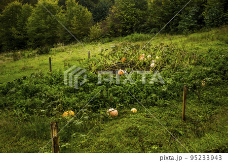 a big pumpkins in the garden a big pumpkins in the garden 95233943