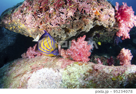 ワヌケヤッコとソフトコーラル（ワイド）タイ・シミラン.8 95234078