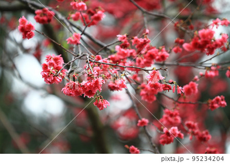 the Cherry blossoms in full bloom at Cheung Chau 5 March 2011 95234204