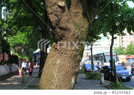 The sun shining through a majestic green tree  19 April 2011 95234363