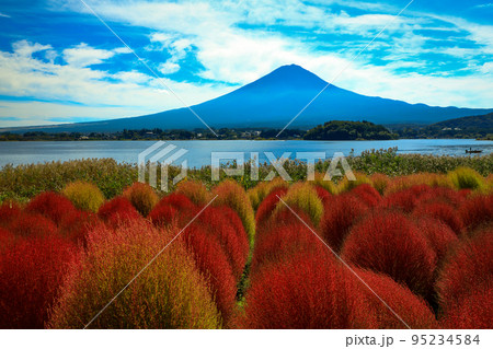 秋の河口湖大石公園のコキアと富士山 山梨県河口湖町 秋の河口湖大石公園のコキアと富士山 山梨県河口湖町 95234584