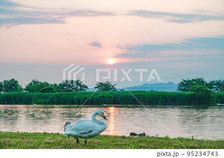 白鳥のいる風景 白鳥のいる風景 95234743