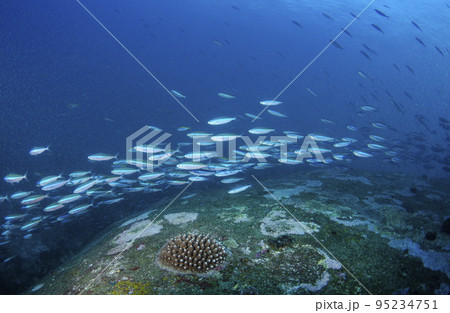 クマザサハナムロの群れ・タイ・シミラン.2 95234751