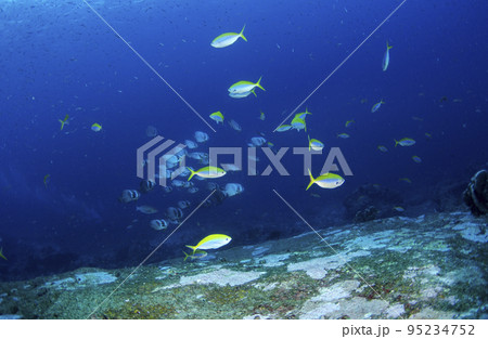 イエローバックフュージュラー・タイ・シミラン.1 95234752