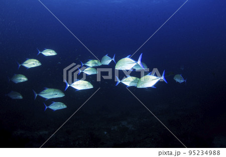 カスミアジの群れ・タイ・シミラン.1 95234988