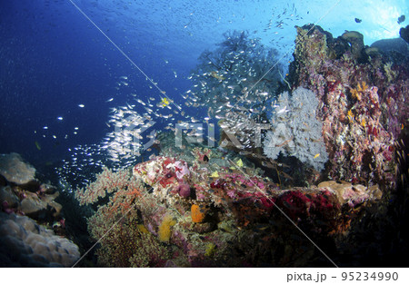 スカシテンジクダイとキンメモドキ・タイ・シミラン.1 95234990