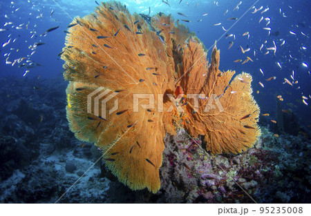 大きな3Dウミウチワとバナナフュージュラーの群れ・タイ・シミラン.2 大きな3Dウミウチワとバナナフュージュラーの群れ・タイ・シミラン.2 95235008