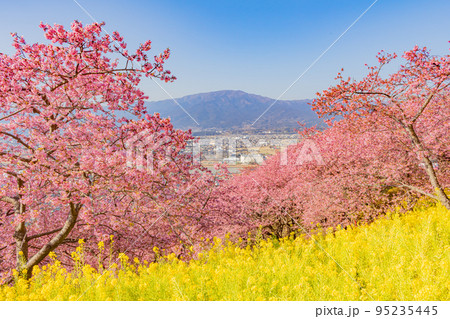 【季節のイメージ素材】河津桜と菜の花(神奈川松田山周辺) 【季節のイメージ素材】河津桜と菜の花(神奈川松田山周辺) 95235445