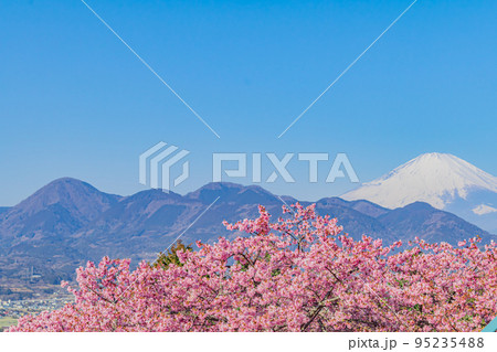 【神奈川の季節風景】松田山の河津桜と富士山 【神奈川の季節風景】松田山の河津桜と富士山 95235488