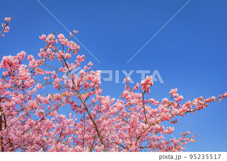 【季節のイメージ素材】河津桜（神奈川松田山周辺） 95235517