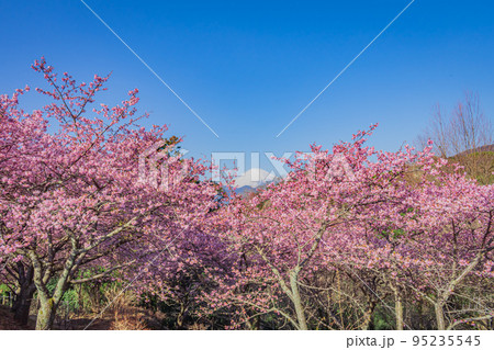 【神奈川の季節風景】松田山の河津桜と富士山 95235545