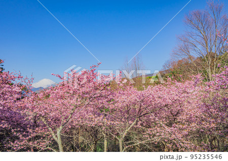 【神奈川の季節風景】松田山の河津桜と富士山 95235546