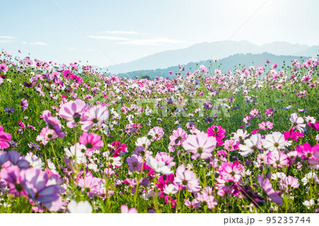 朝日に向かって花弁を大きく広げるコスモスたち 95235744