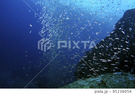 バナナフュージュラーの群れ・タイ・シミラン.2 95236056