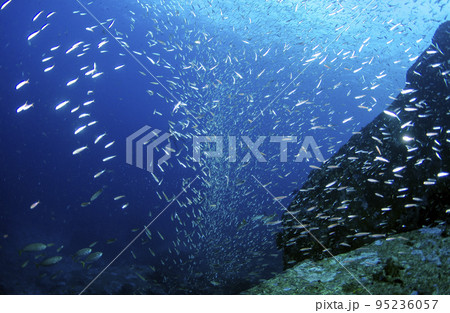 バナナフュージュラーの群れ・タイ・シミラン.3 95236057