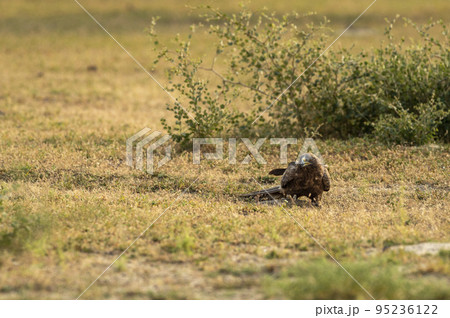 Booted eagle or Hieraaetus pennatus with a Spiny tailed lizard kill in claws in an open field during winter migration at tal chhapar sanctuary churu rajasthan India asia Booted eagle or Hieraaetus pennatus with a Spiny tailed lizard kill in claws in an open field during winter migration at tal chhapar sanctuary churu rajasthan India asia 95236122