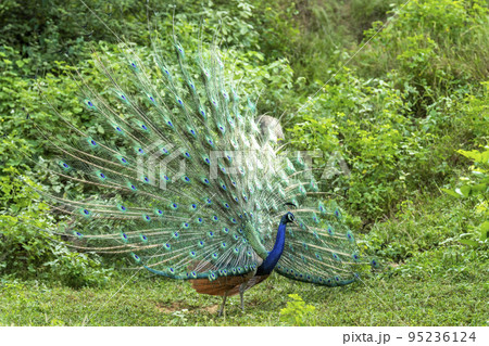 Indian peafowl or Pavo cristatus or male peacock display his wings and dancing with full colorful wingspan to attracts female partners for mating in natural monsoon green forest of central india asia Indian peafowl or Pavo cristatus or male peacock display his wings and dancing with full colorful wingspan to attracts female partners for mating in natural monsoon green forest of central india asia 95236124